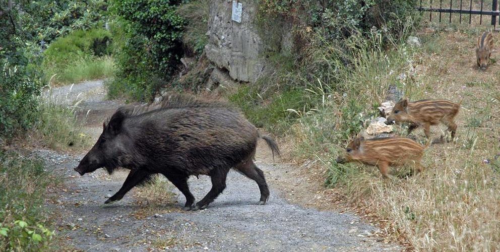 L’Ajuntament d’Alcalà-Alcossebre demana accions per a pal·liar la sobrepoblació de senglars i conills