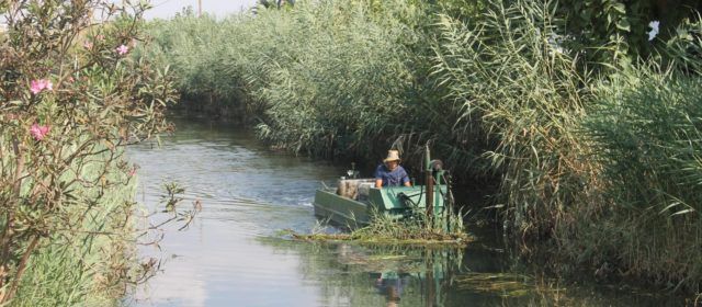 El Ayuntamiento de Peñíscola ultima la segunda fase de desbroce y poda de cañas de acequias y marjal