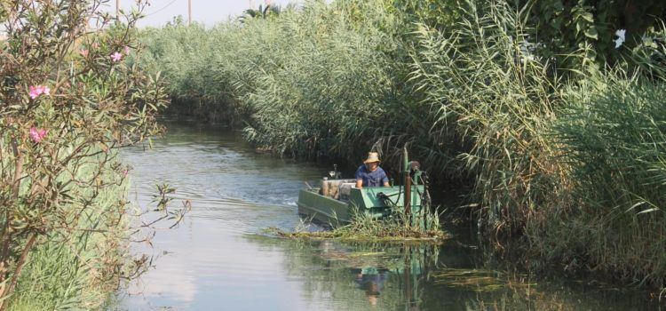 El Ayuntamiento de Peñíscola ultima la segunda fase de desbroce y poda de cañas de acequias y marjal