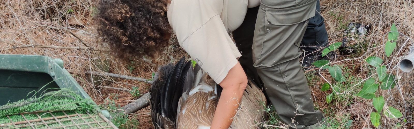 Troben un voltor ferit en una finca de Vinaròs