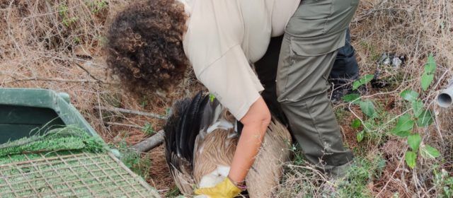 Troben un voltor ferit en una finca de Vinaròs