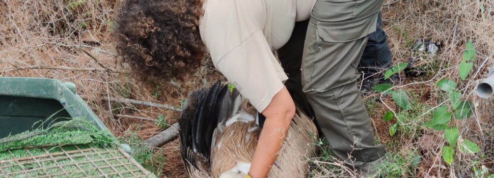 Troben un voltor ferit en una finca de Vinaròs
