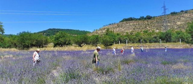 El cultivo de hierbas aromáticas en Els Ports, la ‘Provenza valenciana’