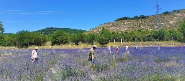 El cultivo de hierbas aromáticas en Els Ports, la ‘Provenza valenciana’