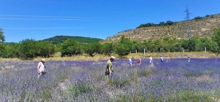 El cultivo de hierbas aromáticas en Els Ports, la ‘Provenza valenciana’