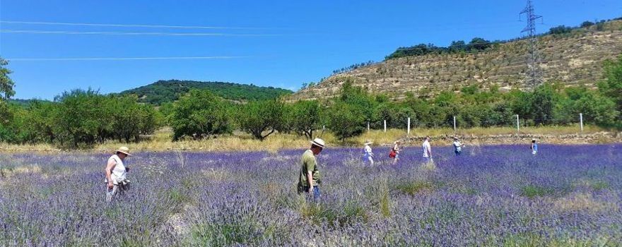 El cultivo de hierbas aromáticas en Els Ports, la ‘Provenza valenciana’