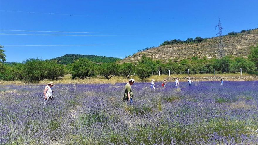 El cultivo de hierbas aromáticas en Els Ports, la ‘Provenza valenciana’