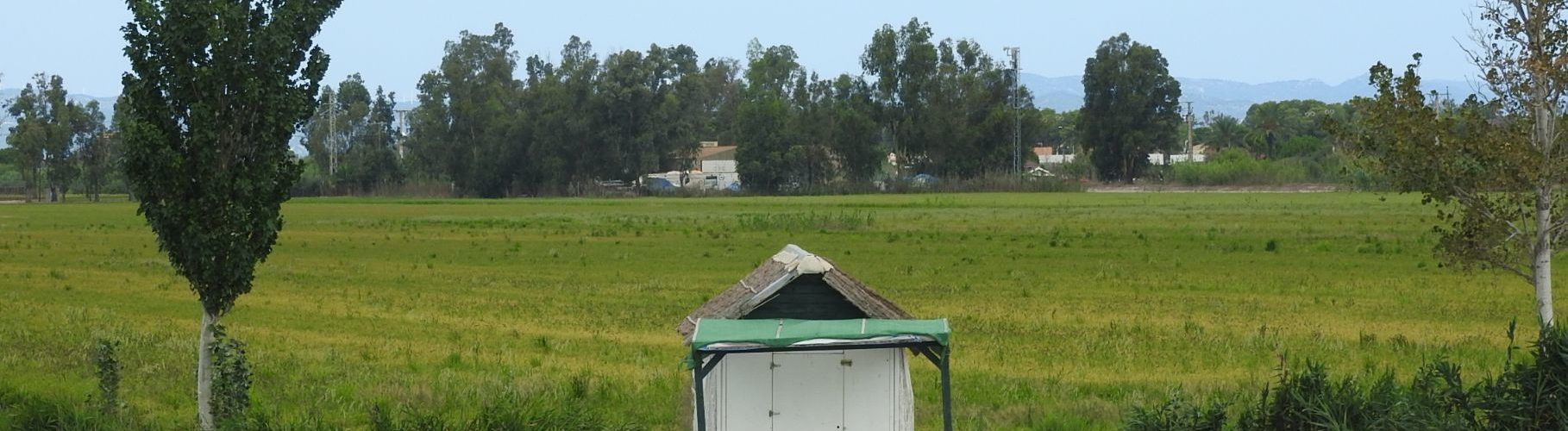 Fotos: Arrossars del Delta de l’Ebre