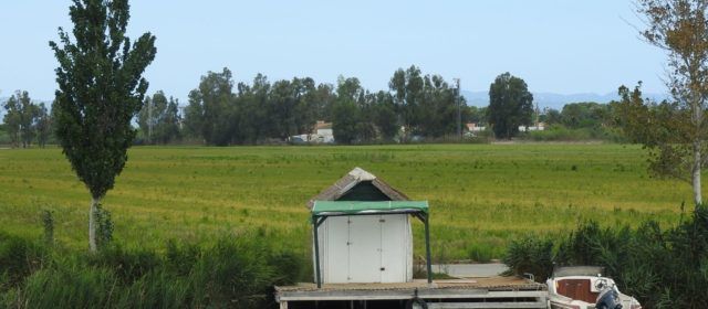 Fotos: Arrossars del Delta de l’Ebre