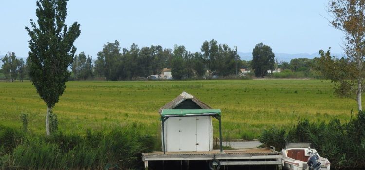 Fotos: Arrossars del Delta de l’Ebre