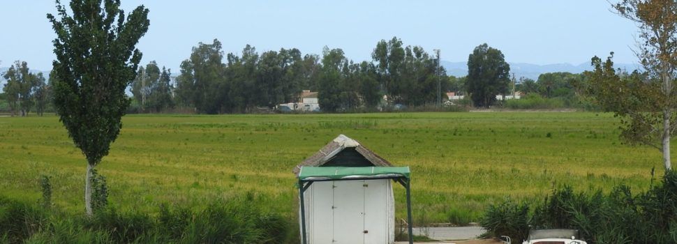 Fotos: Arrossars del Delta de l’Ebre
