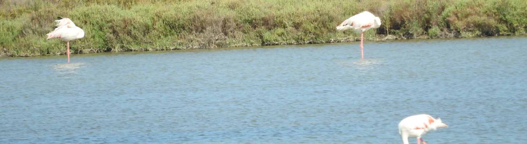 Vídeo i fotos: flamencs del Delta de l’Ebre