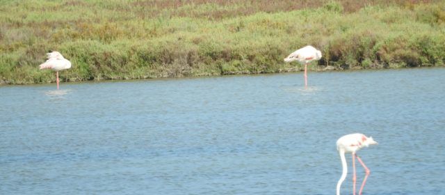 Vídeo i fotos: flamencs del Delta de l’Ebre