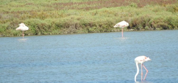 Vídeo i fotos: flamencs del Delta de l’Ebre