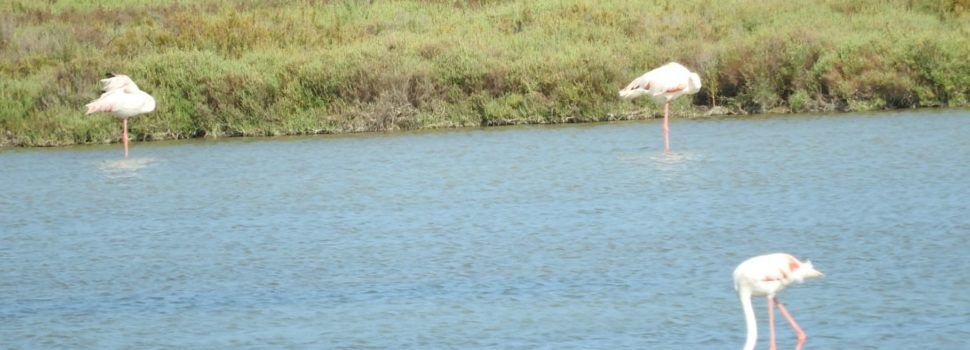 Vídeo i fotos: flamencs del Delta de l’Ebre