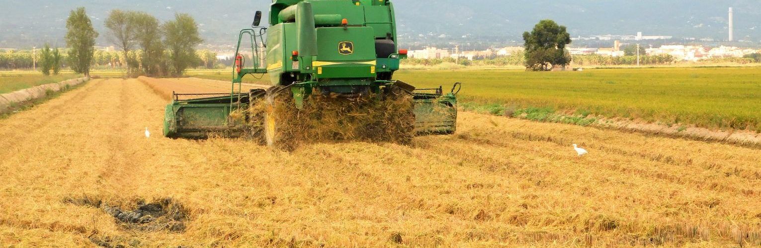 Fotos: temps de sega al Delta de l’Ebre