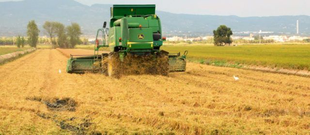 Fotos: temps de sega al Delta de l’Ebre