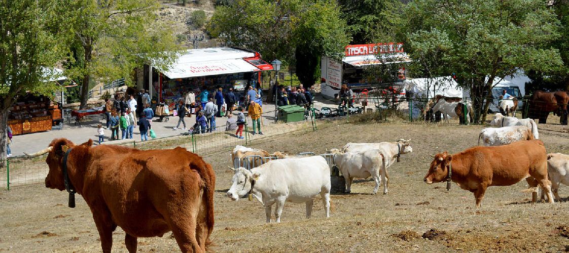 Morella programa activitats per al cap de setmana que celebraria la Fira
