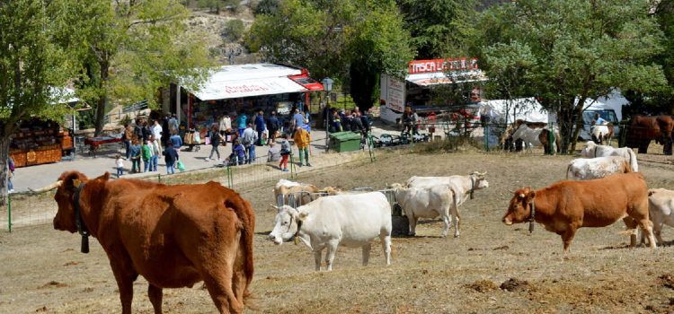 Morella programa activitats per al cap de setmana que celebraria la Fira