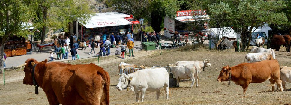 Morella programa activitats per al cap de setmana que celebraria la Fira