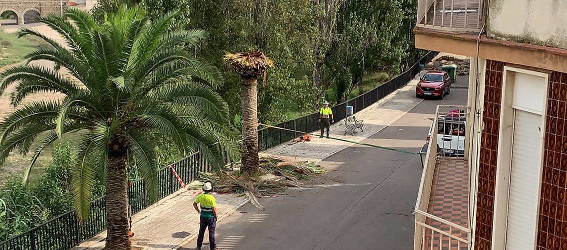 Santa Magdalena retira les palmeres afectades pel morrut roig i realitza el tractament per a evitar la propagació