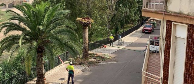 Santa Magdalena retira les palmeres afectades pel morrut roig i realitza el tractament per a evitar la propagació