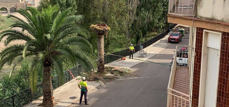 Santa Magdalena retira les palmeres afectades pel morrut roig i realitza el tractament per a evitar la propagació