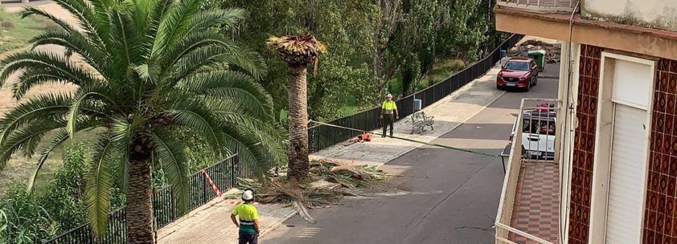  Santa Magdalena retira les palmeres afectades pel morrut roig i realitza el tractament per a evitar la propagació 