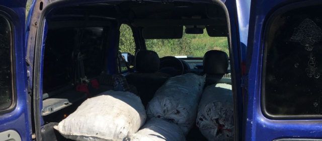 3 sorpresos a Vinaròs in fraganti amb 180 Kg de garrofes