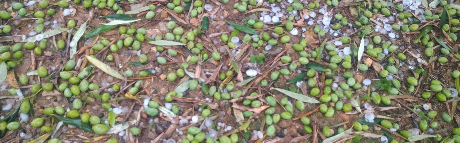 La UNIÓ informa que la pedra d’ahir va afectar mil hectàrees de l’Alcalatén i el Maestrat