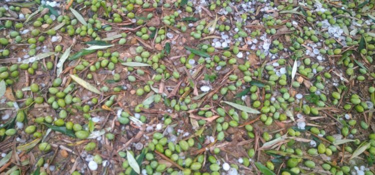 La UNIÓ informa que la pedra d’ahir va afectar mil hectàrees de l’Alcalatén i el Maestrat