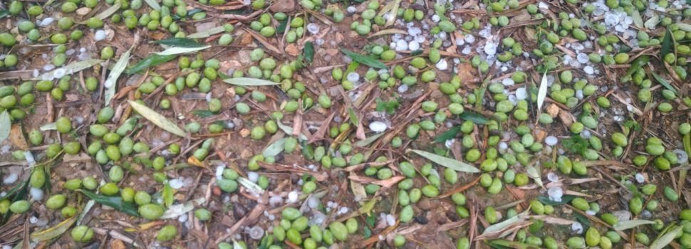 La UNIÓ informa que la pedra d’ahir va afectar mil hectàrees de l’Alcalatén i el Maestrat