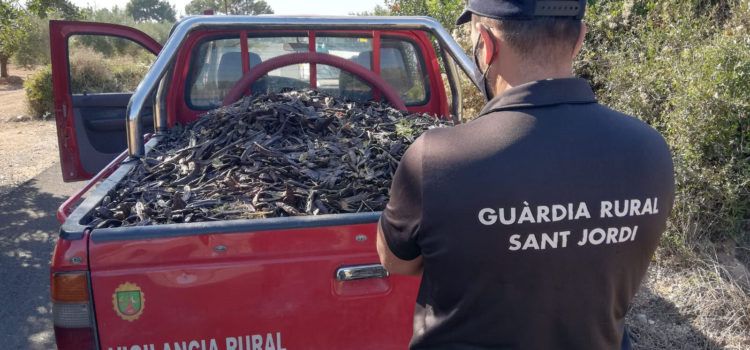 El Ayuntamiento de Sant Jordi es pionero en la provincia en contratar seguridad privada para evitar robos en los campos