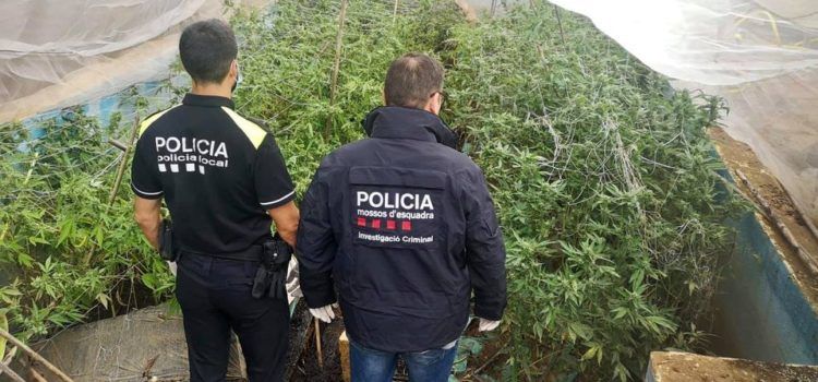 Policia Local d’Ulldecona i Mossos d’Esquadra decomissen 335 plantes de marihuana i detenen tres persones 