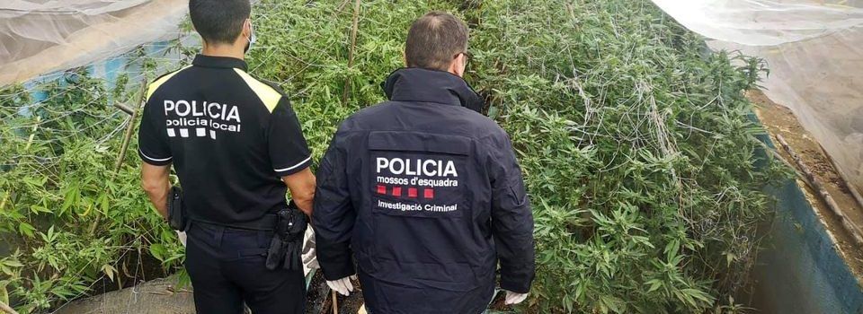 Policia Local d’Ulldecona i Mossos d’Esquadra decomissen 335 plantes de marihuana i detenen tres persones 