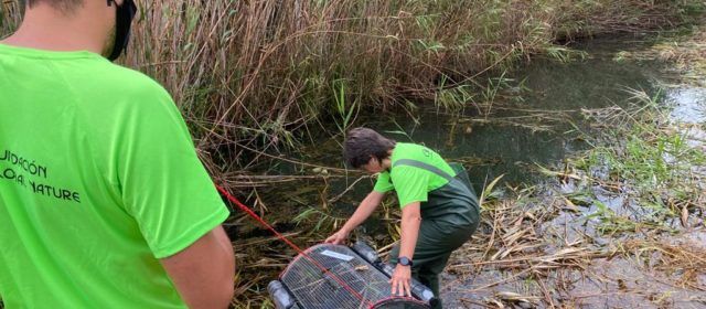 Comienzan las tareas de dragado en la Acequia Sangonera del humedal de Peñíscola