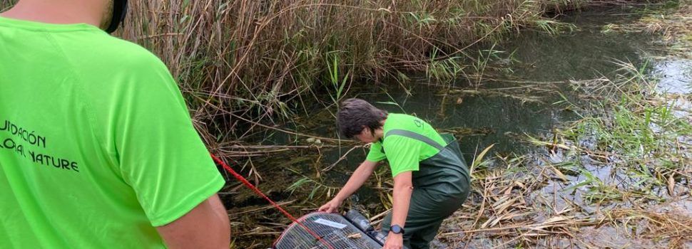 Comienzan las tareas de dragado en la Acequia Sangonera del humedal de Peñíscola