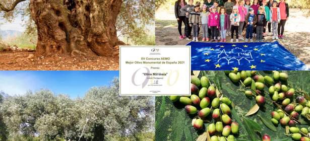 Comença la collita de la marca de garantia Oli Farga Mil·lenària