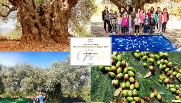 Comença la collita de la marca de garantia Oli Farga Mil·lenària
