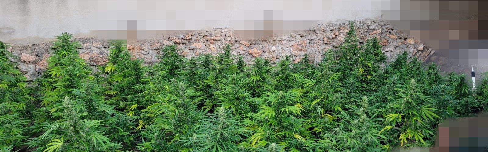 La Policia Local de Vinaròs intercepta una plantació de marihuana