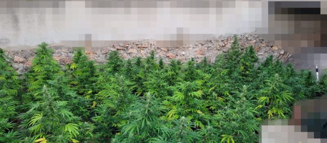 La Policia Local de Vinaròs intercepta una plantació de marihuana