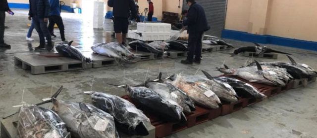 Els pescadors valencians esgoten la quota olímpica de la tonyina roja en tan sols 12 dies
