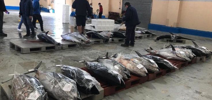 Els pescadors valencians esgoten la quota olímpica de la tonyina roja en tan sols 12 dies