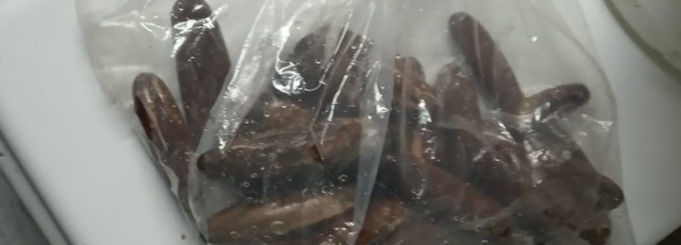 La Guardia Civil investiga al gerente de un comercio de restauración de Alcanar por comercializar marisco prohibido