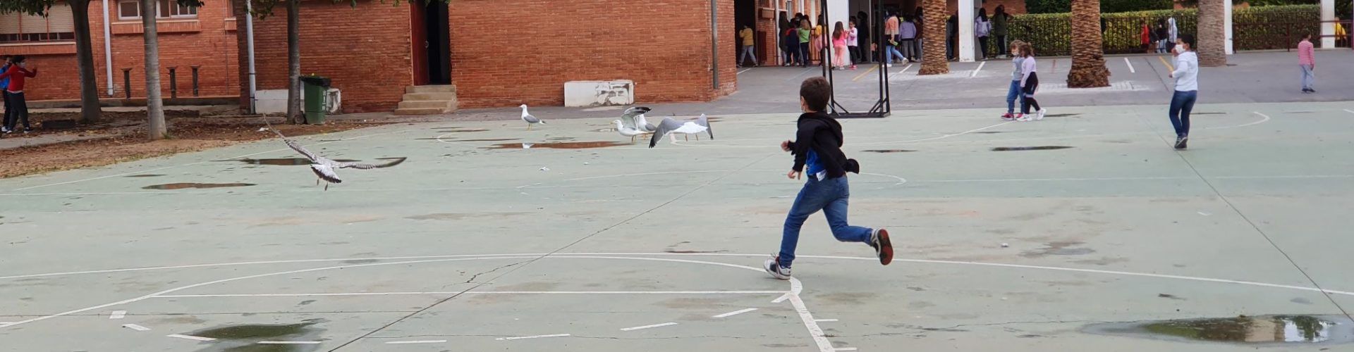 Fotos: les gavines esmorzen a escola