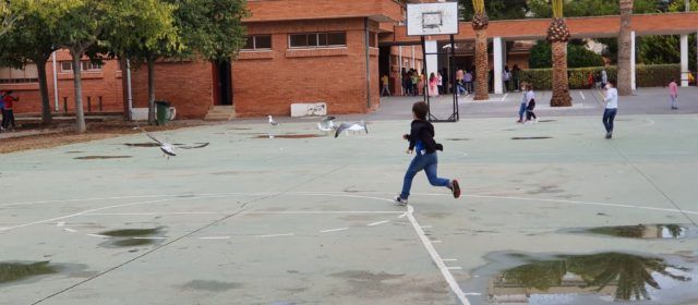 Fotos: les gavines esmorzen a escola