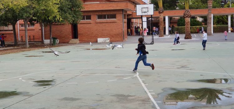 Fotos: les gavines esmorzen a escola
