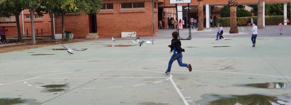 Fotos: les gavines esmorzen a escola