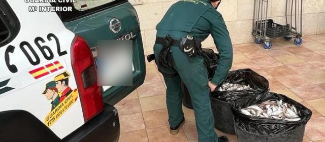 La Guardia Civil ha aprehendido 213,25 kg de aligote de talla antirreglamentaria en las localidades de Vinaròs y Benicarló