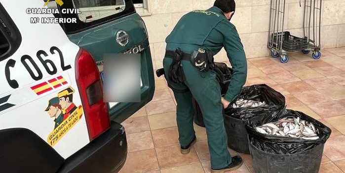 La Guardia Civil ha aprehendido 213,25 kg de aligote de talla antirreglamentaria en las localidades de Vinaròs y Benicarló